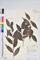 尾葉越橘藏品圖，第1張