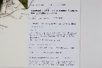 紅孩兒藏品圖，第2張