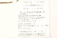 蔓黃菀藏品圖，第2張