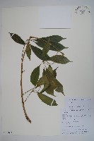 細序鵝掌柴藏品圖，第1張