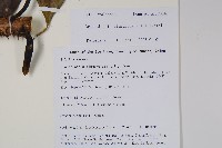 羅傘藏品圖，第2張