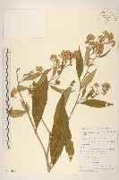 密花尾藥菊藏品圖，第1張