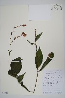 尼氏擬馬偕花藏品圖，第1張