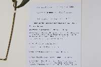 尼氏擬馬偕花藏品圖，第2張