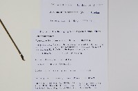 尼氏擬馬偕花藏品圖，第2張