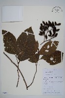 尼泊爾赤楊藏品圖，第1張