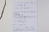 尼泊爾赤楊藏品圖，第2張