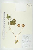 雲南木鱉藏品圖，第1張