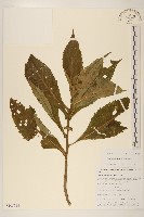 木耳菜藏品圖，第1張