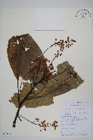 錐序水東哥藏品圖，第1張