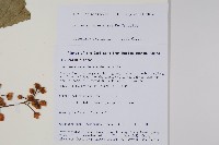 錐序水東哥藏品圖，第2張