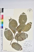 團葉南燭藏品圖，第1張