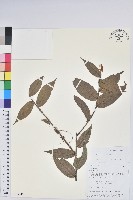 長圓葉樹蘿蔔藏品圖，第1張