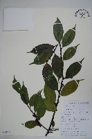 登錄號:S105746藏品圖，第1張