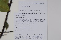 登錄號:S105746藏品圖，第2張