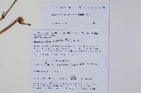 同距鳳仙花藏品圖，第2張