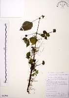 長梗盤花麻藏品圖，第1張