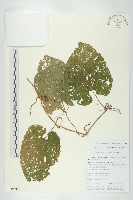 雲南木鱉藏品圖，第1張