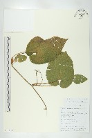 雲南木鱉藏品圖，第1張