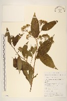 尾尖尾藥菊藏品圖，第1張