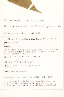 尾尖尾藥菊藏品圖，第2張