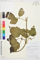 毛茛葉鐵線蓮藏品圖，第1張