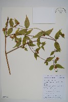 細萼沙參藏品圖，第1張