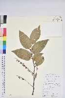 團葉南燭藏品圖，第1張