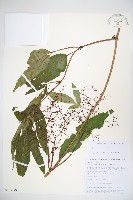 冇骨消藏品圖，第1張