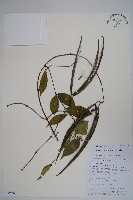 青蛇藤藏品圖，第1張