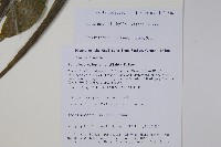 青蛇藤藏品圖，第2張