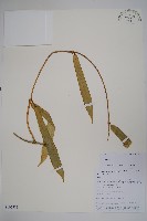 登錄號:S105783藏品圖，第1張