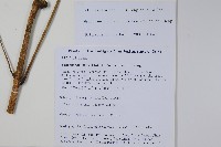 小花大參藏品圖，第2張