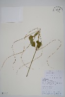 土牛膝藏品圖，第1張