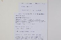 土牛膝藏品圖，第2張