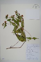 細萼沙參藏品圖，第1張