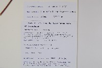 細萼沙參藏品圖，第2張