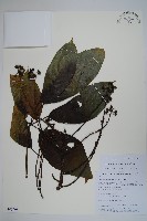 羅傘藏品圖，第1張