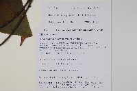 羅傘藏品圖，第2張