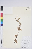 紅粉白珠藏品圖，第1張