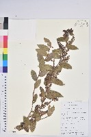 紅粉白珠藏品圖，第1張