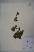 裡白忍冬、紅腺忍冬藏品圖，第1張