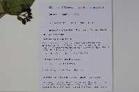 裡白忍冬、紅腺忍冬藏品圖，第2張