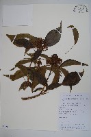 常春藤藏品圖，第1張