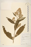 雅各尾藥菊藏品圖，第1張