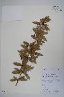 粉葉小檗藏品圖，第1張