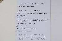 粉葉小檗藏品圖，第2張