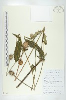 川續斷藏品圖，第1張