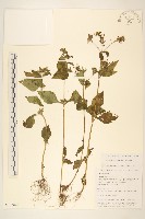 豨薟藏品圖，第1張