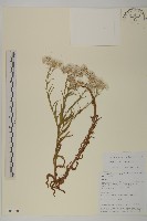 二色香青藏品圖，第1張